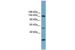 Image no. 1 for anti-Integrin alpha-8 (ITGA8) (AA 251-300) antibody (ABIN6743372) (ITGA8 antibody  (AA 251-300))