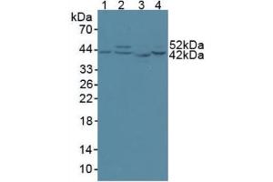 Western blot analysis of (1) Human 293T Cells, (2) Human HeLa cells, (3) Rat Skeletal Muscle Tissue and (4) Human HepG2 Cells.