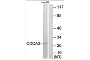 Western blot analysis of extracts from HepG2 cells, using CDCA3 Antibody . (CDCA3 antibody  (C-Term))