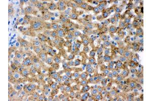 Anti- PGRMC1 Picoband antibody, IHC(P) IHC(P): Rat Liver Tissue (PGRMC1 antibody  (Middle Region))