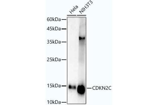 CDKN2C antibody