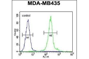 IL12B Antibody (C-term) (ABIN654420 and ABIN2844155) flow cytometric analysis of MDA-M cells (right histogram) compared to a negative control cell (left histogram).