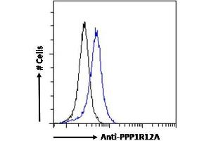 ABIN6391349 Flow cytometric analysis of paraformaldehyde fixed HEK293 cells (blue line), permeabilized with 0. (PPP1R12A antibody  (C-Term))