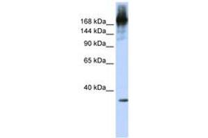 Image no. 1 for anti-PRP8 Pre-mRNA Processing Factor 8 (PRPF8) (AA 360-409) antibody (ABIN6742997) (PRPF8 antibody  (AA 360-409))