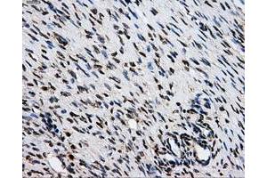 Immunohistochemical staining of paraffin-embedded Kidney tissue using anti-GRIPAP1mouse monoclonal antibody. (GRIPAP1 antibody)