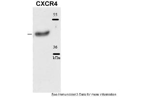 Sample type: human aveolar basal endothelial cells (25ug)Primary Dilution: 1:1000Secondary Antibody: Goat anti-Rabbit-HRPSecondary Dilution: 1:5000Image Submitted by: Andreas Eisenreich Charite Universitatsmedizin Berlin (CXCR4 antibody  (N-Term))