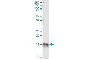 Immunoprecipitation of HSPC152 transfected lysate using anti-HSPC152 MaxPab rabbit polyclonal antibody and Protein A Magnetic Bead , and immunoblotted with HSPC152 purified MaxPab mouse polyclonal antibody (B01P) . (TRMT112 antibody  (AA 1-125))