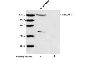 Western blot analysis of tissue lysates using NMDAR1 Antibody (ABIN399084, 1 µg/mL) The signal was developed with IRDyeTM 800 Conjugated Goat Anti-Rabbit IgG. (GRIN1/NMDAR1 antibody  (AA 900-950))