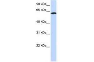 Image no. 1 for anti-F-Box Protein 24 (FBXO24) (AA 467-516) antibody (ABIN6743173) (FBXO24 antibody  (AA 467-516))