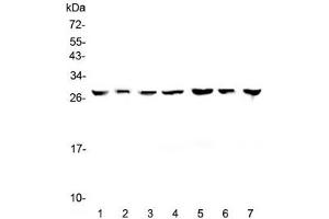Western blot testing of human 1) HeLa, 2) placenta, 3) HepG2, 4) A549, 5) PANC-1, 6) SK-OV-3 and 7) 22RV1 lysate with 14-3-3 zeta antibody at 0. (14-3-3 zeta antibody)