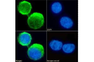 Immunofluorescence staining of fixed U937 cells with anti-C5aR antibody S5/1. (Recombinant C5AR1 antibody  (AA 1-31))