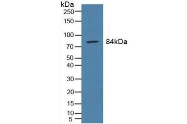 PSMA antibody  (AA 274-587)