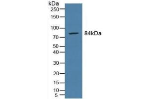 Detection of PMSA in Rat Prostate Gland Tissue using Polyclonal Antibody to Prostate-specific Membrane Antigen (PMSA) (PSMA antibody  (AA 274-587))