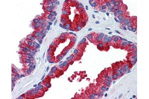 Anti-Klotho antibody IHC of human prostate. (Klotho antibody  (AA 720-769))