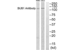 Western blot analysis of extracts from COLO205 cells, using BUB1 antibody. (BUB1 antibody  (Internal Region))