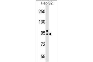 Western blot analysis in HepG2 cell line lysates (35ug/lane). (AP4B1 antibody  (AA 492-520))