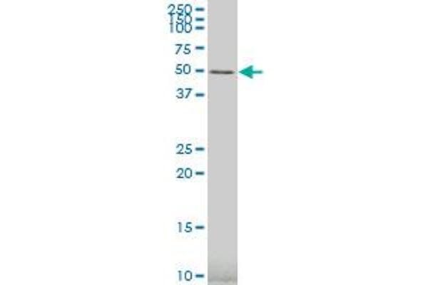 GRSF1 antibody  (AA 87-184)