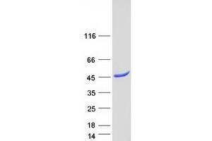 Validation with Western Blot (PNMA1 Protein (Myc-DYKDDDDK Tag))