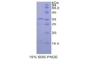 SDS-PAGE (SDS) image for Protein Disulfide Isomerase Family A, Member 6 (PDIA6) (AA 20-440) protein (His tag) (ABIN1877889) (PDIA6 Protein (AA 20-440) (His tag))