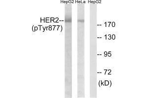 Western blot analysis of extracts from HeLa cells and HepG2 cells, using HER2 (Phospho- Tyr877) Antibody. (ErbB2/Her2 antibody  (pTyr877))