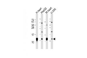 All lanes : Anti-COX6C Antibody (C-Term) at 1:2000 dilution Lane 1: human heart lysate Lane 2: HepG2 whole cell lysate Lane 3: mouse heart lysate Lane 4: U-2OS whole cell lysate Lysates/proteins at 20 μg per lane. (COX6C antibody  (AA 34-67))