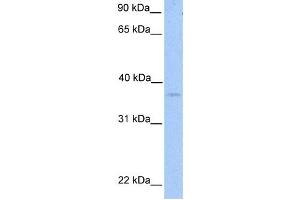Western Blotting (WB) image for anti-NIPA-Like Domain Containing 2 (NIPAL2) antibody (ABIN2459341) (NIPAL2 antibody)