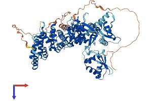 AlphaFold protein structure predicition of Mouse Recombinant Hectd2 Protein, UniprotID Q8CDU6 (HECTD2 Protein (AA 1-774) (His tag))