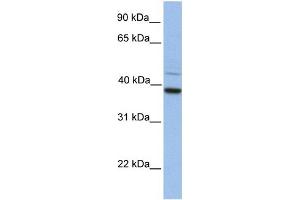WB Suggested Anti-FKBP8 Antibody Titration:  0. (FKBP8 antibody  (C-Term))