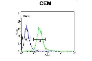 Flow cytometric analysis of CEM cells (right histogram) compared to a negative control cell (left histogram). (EDIL3 antibody  (AA 337-365))