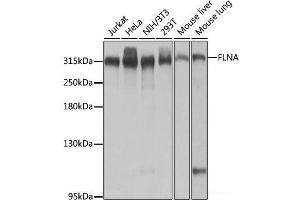 Western blot analysis of extracts of various cell lines using FLNA Polyclonal Antibody at dilution of 1:1000. (Filamin A antibody)