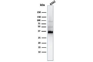 Western Blot of K562 Cell Lysate using Galeactin-13 MAb (PP13/1161). (LGALS13 antibody  (AA 23-134))