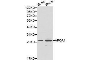 Western Blotting (WB) image for anti-Apolipoprotein A-I (APOA1) (AA 20-267) antibody (ABIN6215152) (APOA1 antibody  (AA 20-267))
