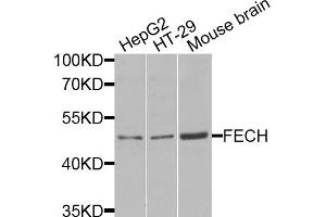 Western blot analysis of extracts of various cell lines, using FECH antibody (ABIN5974679) at 1/1000 dilution. (FECH antibody)