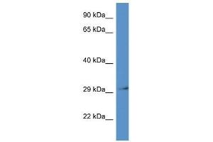 Western Blot showing Rpsa antibody used at a concentration of 1. (RPSA/Laminin Receptor antibody  (N-Term))