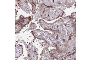 Immunohistochemical staining (Formalin-fixed paraffin-embedded sections) of human placenta with CSF3R polyclonal antibody  shows moderate cytoplasmic positivity in trophoblastic cells.