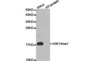Western Blotting (WB) image for anti-Histone 3 (H3) (H3K14me) antibody (ABIN1876465) (Histone 3 antibody  (H3K14me))
