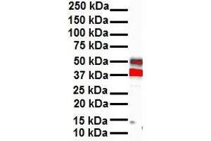 WB Suggested Anti-HOXB3 antibody Titration: 1 ug/mL Sample Type: Human heart (HOXB3 antibody  (N-Term))