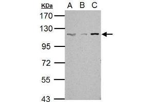 WB Image Sample (30 ug of whole cell lysate) A: NIH-3T3 B: JC C: BCL-1 7. (SART1 antibody  (Internal Region))