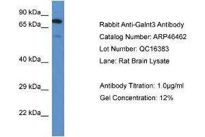 Western Blotting (WB) image for anti-UDP-N-Acetyl-alpha-D-Galactosamine:polypeptide N-Acetylgalactosaminyltransferase 3 (GalNAc-T3) (GALNT3) (N-Term) antibody (ABIN785340) (GALNT3 antibody  (N-Term))