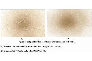 Image no. 3 for Fibroblast Growth Factor 1 (Acidic) (FGF1) (AA 1-155) (Active) protein (His tag,GST tag) (ABIN6239784)