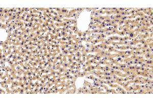 Immunohistochemistry (IHC) image for anti-Apolipoprotein A-IV (APOA4) (AA 135-281) antibody (ABIN7438073)