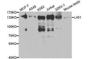 Western blot analysis of extracts of various cell lines, using LIG1 antibody. (LIG1 antibody  (AA 565-790))