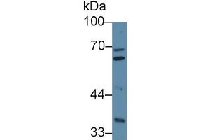 Western Blotting (WB) image for Furin (Paired Basic Amino Acid Cleaving Enzyme) (FURIN) ELISA Kit (ABIN6574306)