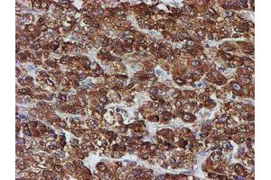 Image no. 8 for anti-Protein Disulfide Isomerase Family A, Member 4 (PDIA4) antibody (ABIN1500110) (PDIA4 antibody)