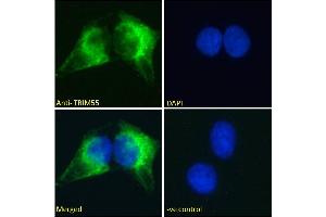 ABIN184953 Immunofluorescence analysis of paraformaldehyde fixed U2OS cells, permeabilized with 0. (TRIM55 antibody  (C-Term))