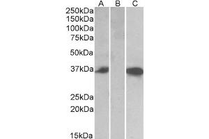 CMA1 antibody  (Internal Region)