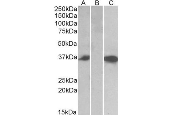 CMA1 antibody  (Internal Region)