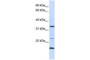 Western Blotting (WB) image for anti-Arginine-Fifty Homeobox (ARGFX) antibody (ABIN2459122) (ARGFX antibody)