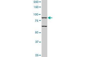 TLR10 monoclonal antibody (M01), clone 2A11. (TLR10 antibody  (AA 1-811))