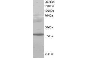 Image no. 1 for anti-Polycomb Group Ring Finger 2 (PCGF2) (AA 332-344) antibody (ABIN290301) (PCGF2 antibody  (AA 332-344))